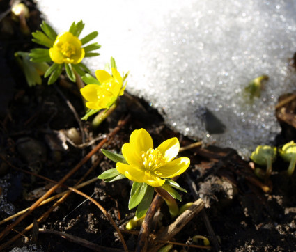 Eranthis hyemalis