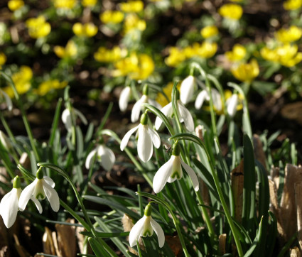 Galanthus nivalis