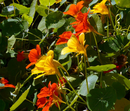 Tropaeolum majus – Kapuzinerkresse