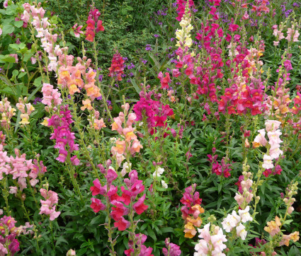 Antirrhinum majus – Löwenmäulchen (bunte Mischung)