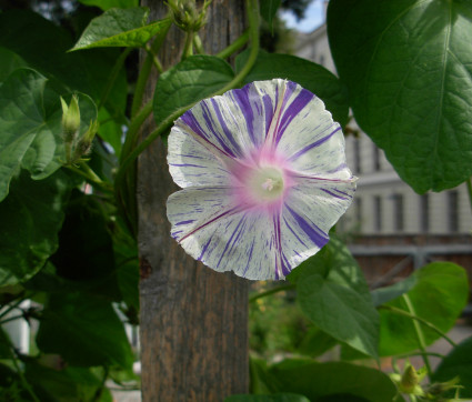 Ipomoea purpurea 'Carnevale di Venezia' – Prunkwinde