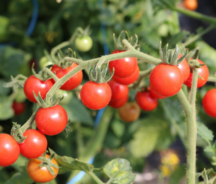 Tomate 'Rote Ribisel'