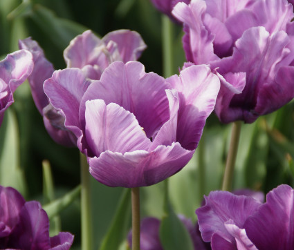 Tulipa 'Blue Parrot' – Papageien-Tulpe