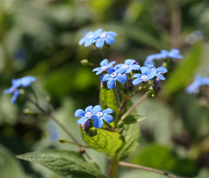 Brunnera macrophylla – Kaukasusvergissmeinnicht