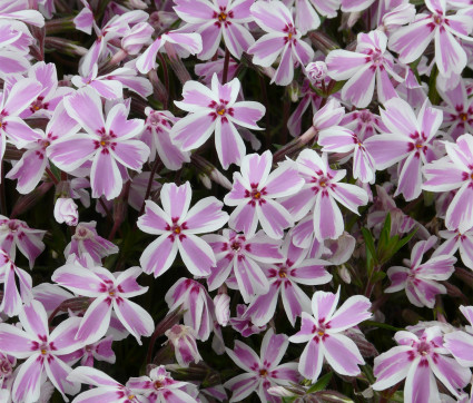 Phlox subulata 'Candy Stripes' – Polster-Phlox