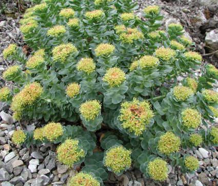 Rhodiola rosea – Echte Rosenwurz