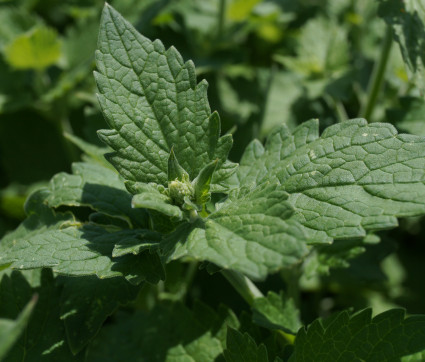 Nepeta cataria – Echte Katzenminze