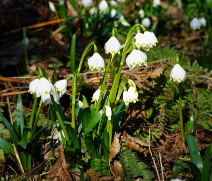 Leucojum vernum – Märzenbecher