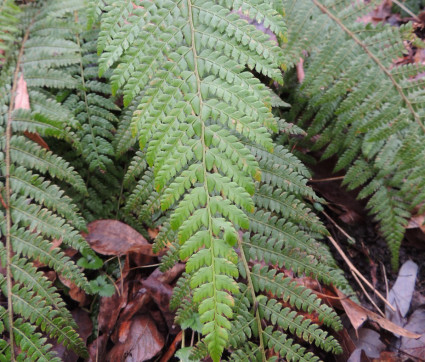 Polystichum setiferum