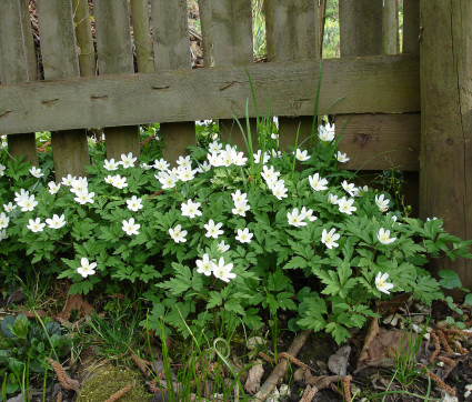 Anemone nemorosa