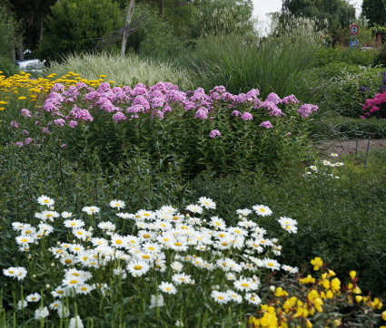 Stimmung Leucanthemum und Phlox