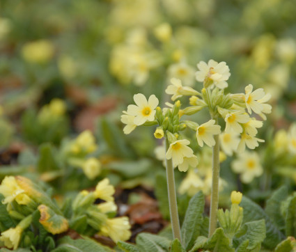 Primula elatior