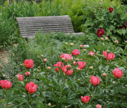 Paeonia Stimmung