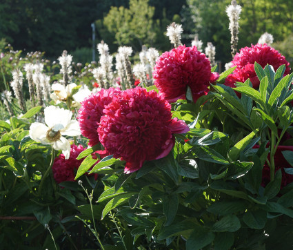 Paeonia Stimmung