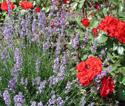 Lavandula angustifolia