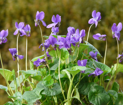 Viola odorata 'Königin Charlotte' 