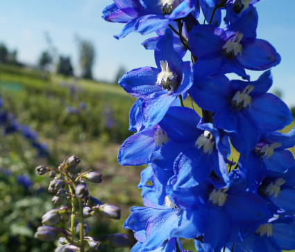 Delphinium Elatum-Hybride 'Sterntaler'