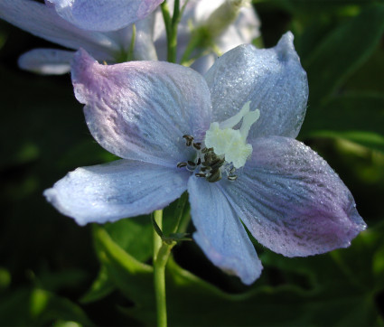 Delphinium Elatum-Hybride 'Augenweide'