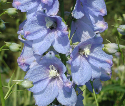 Delphinium Elatum-Hybride 'Augenweide'