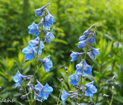 Delphinium Belladonna-Hybride 'Bunzlau'