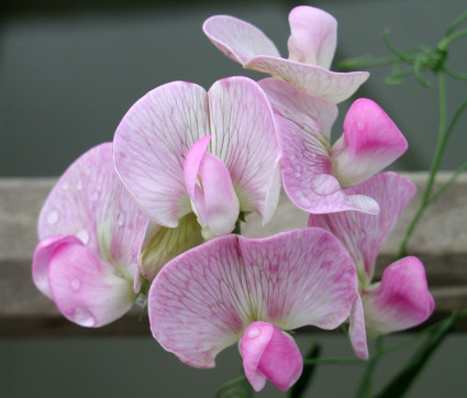 Lathyrus latifolius 'Rosa Perle'