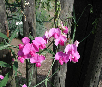 Lathyrus latifolius 'Rote Perle'