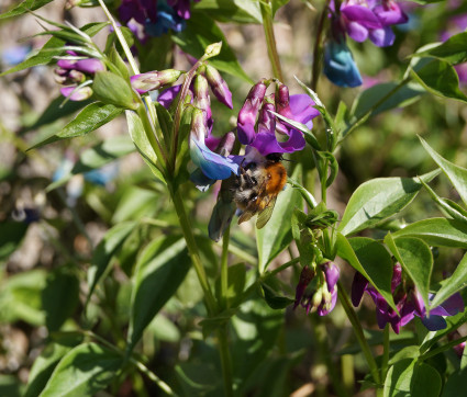 Lathyrus vernus 