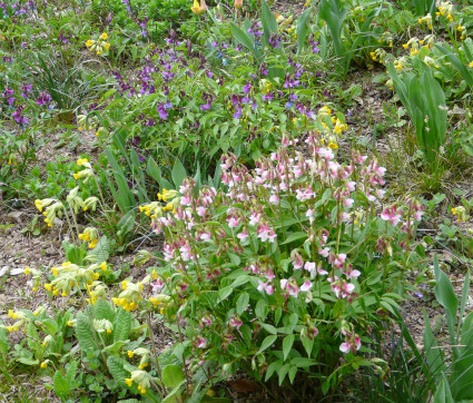 Lathyrus vernus und Lathyrus vernus 'Alboroseus'