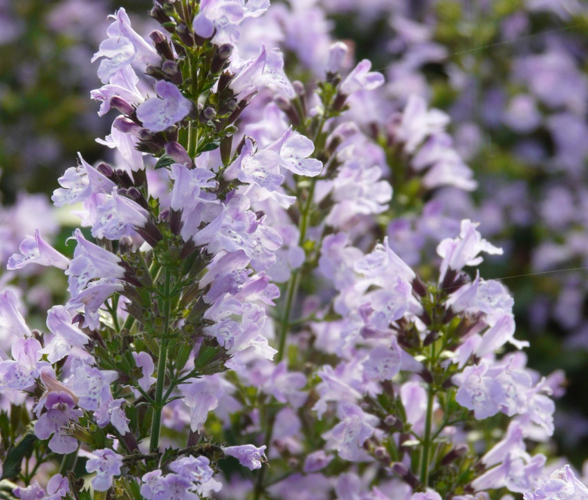 Lamiaceae