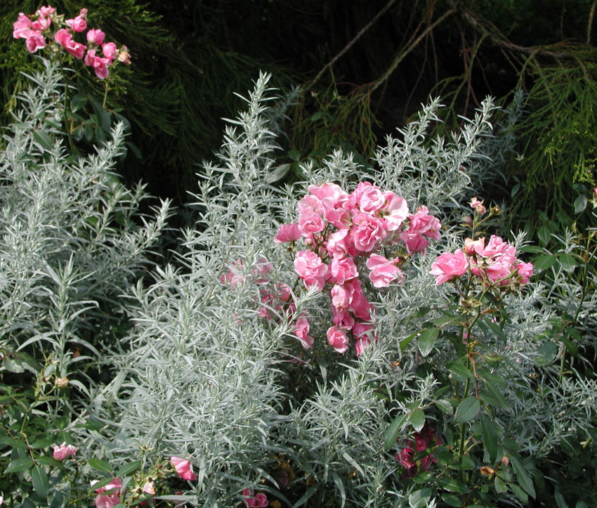 Artemisia ludoviciana ‘Silver Queen’