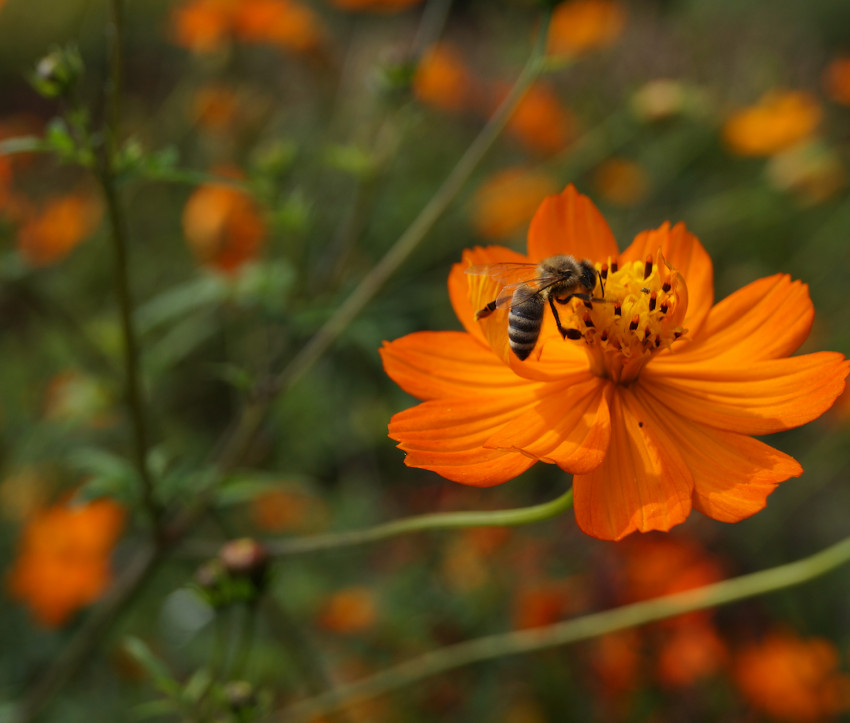 Cosmos sulphureus