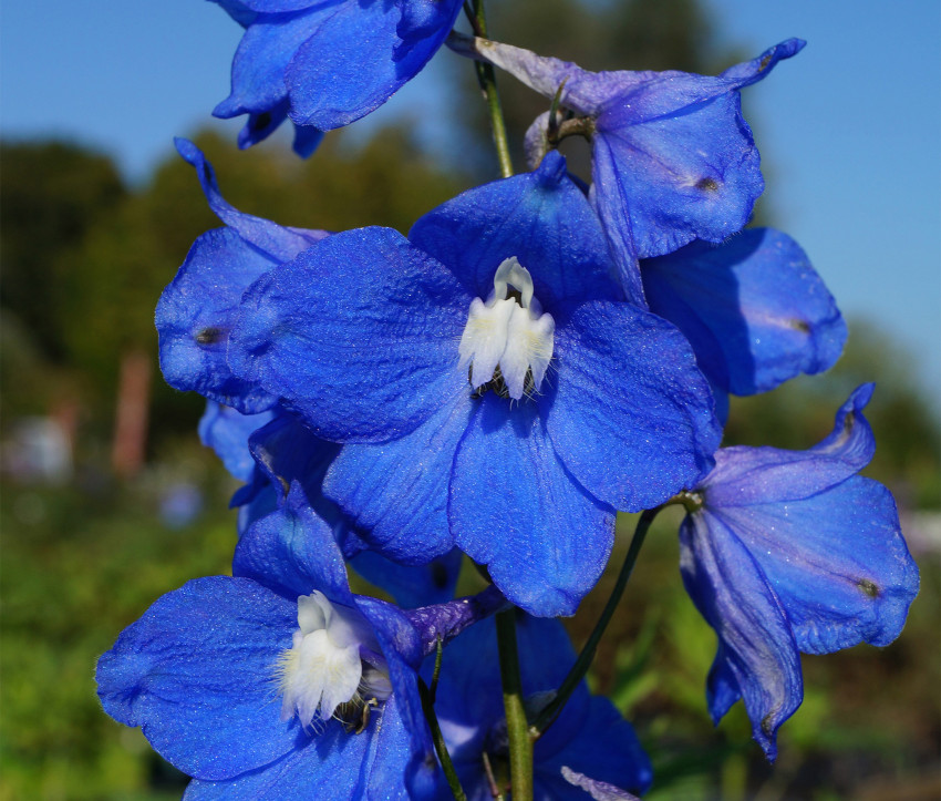 Delphinium Elatum-Hybride 'Azurzwerg'