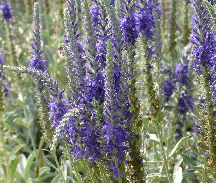 Veronica incana ‘Silberteppich’