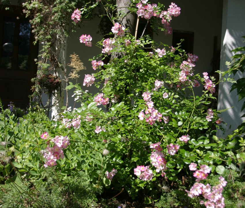 Rosa 'Sternenflor Rosa'