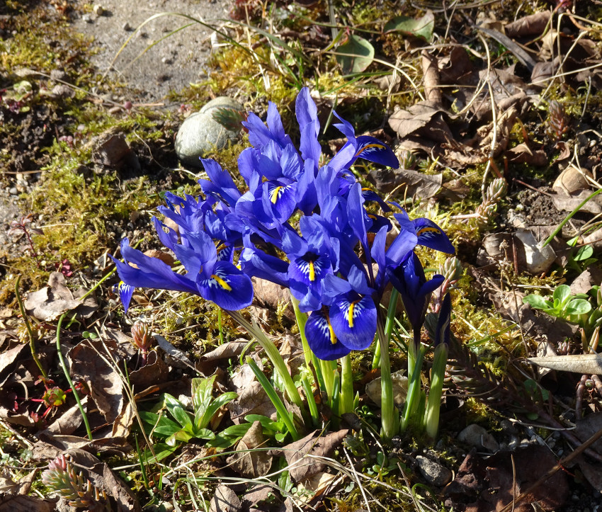 Iris reticulata