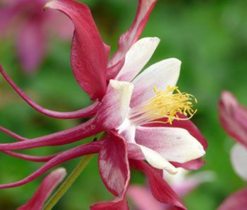 Aquilegia Caerulea-Hybride 'Rotstern'