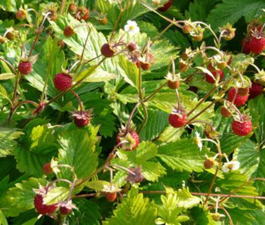 Fragaria vesca