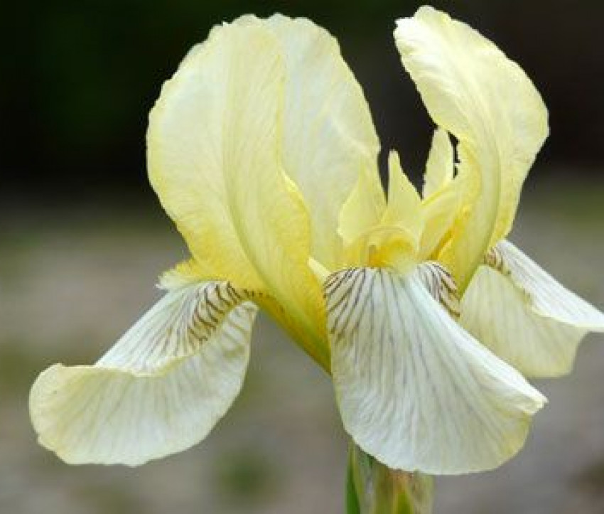 Iris flavescens