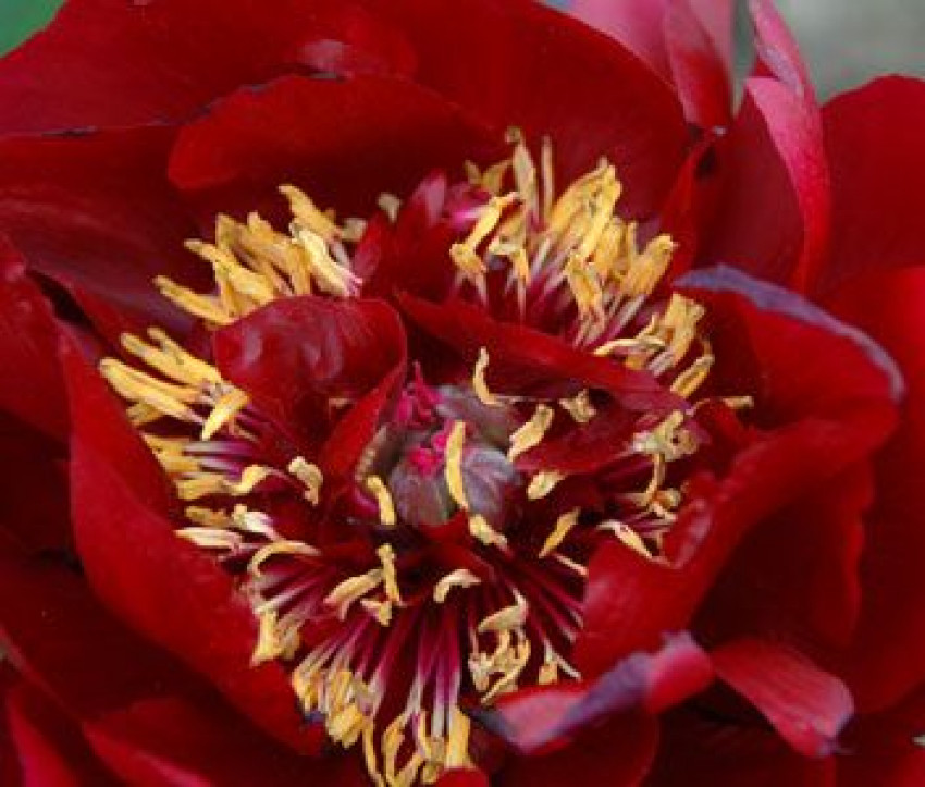 Paeonia Hybride 'Buckeye Belle'