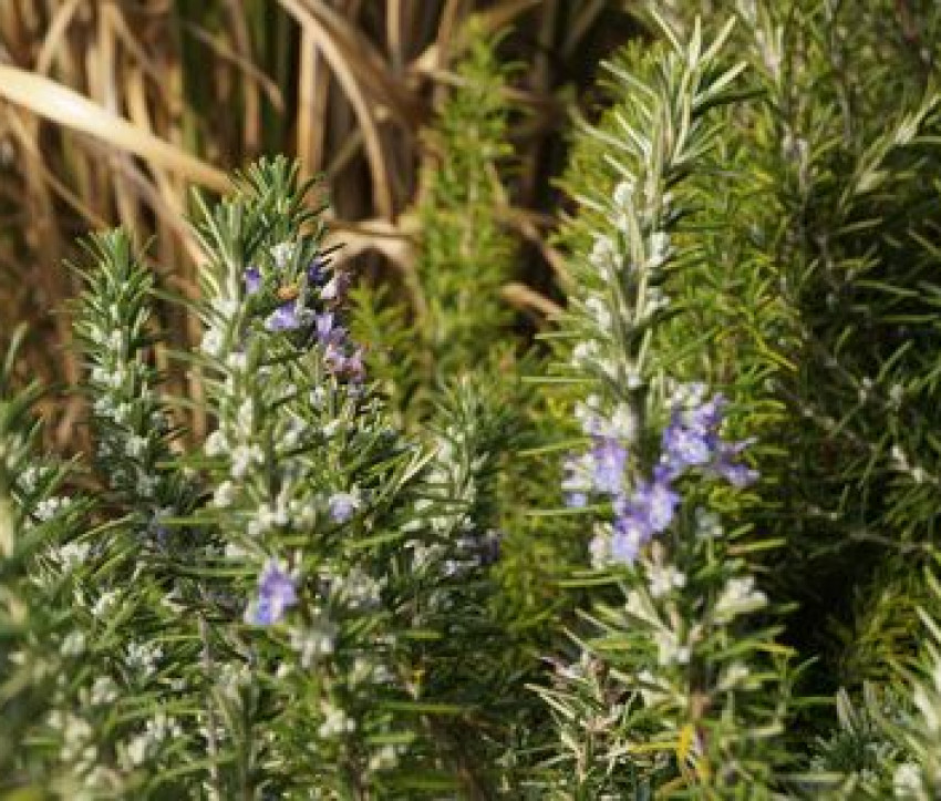 Rosmarinus officinalis