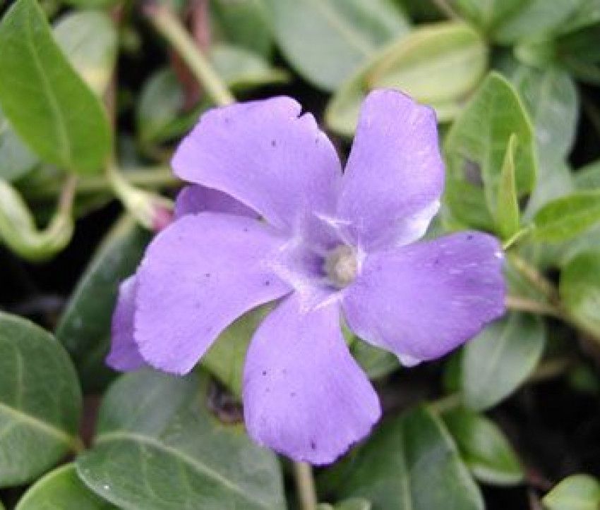 Vinca minor