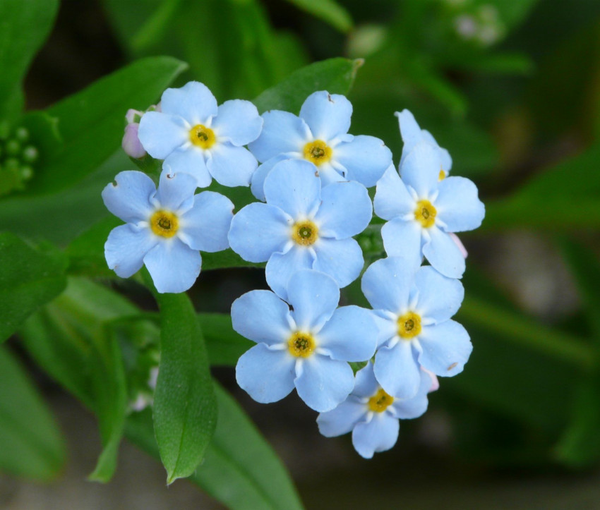 Myosotis palustris