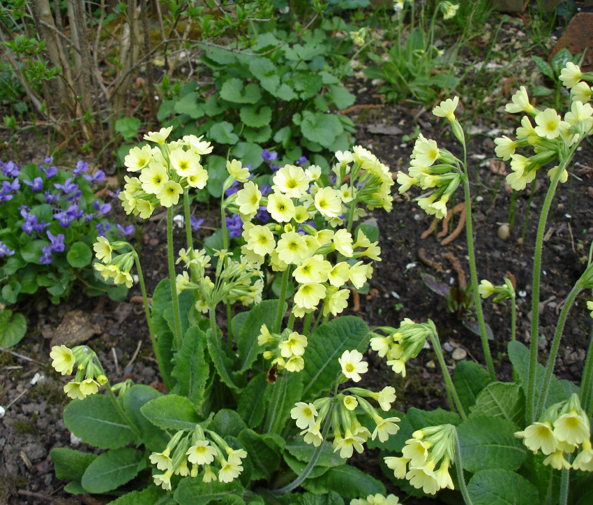 Primula elatior