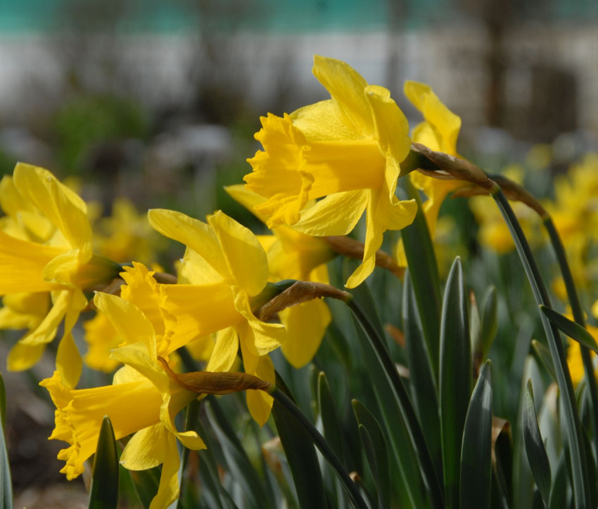 Narcissus 'Arctic Gold'