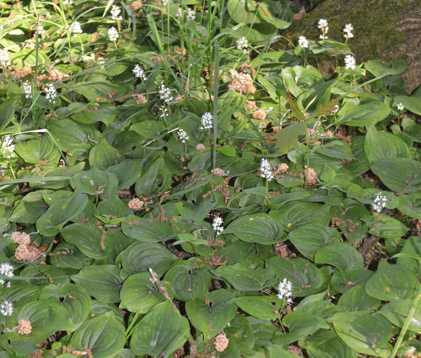 Geschlossener Bestand von Zweiblatt; im Hintergrund Große Sternmiere.