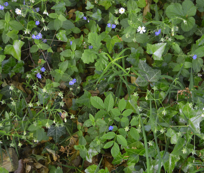 Bunt gemischte Krautflur aus Efeu, Kleinem Springkraut, Gamander-Ehrenpreis, Großer Sternmiere, Eichen- und Eschenschösslingen.