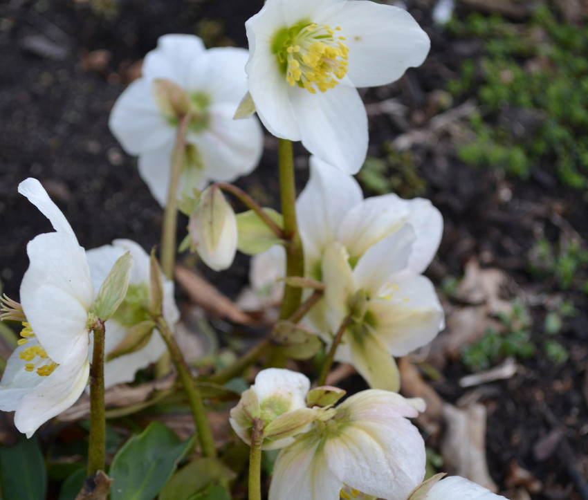 Helleborus niger – Christrose, Schneerose