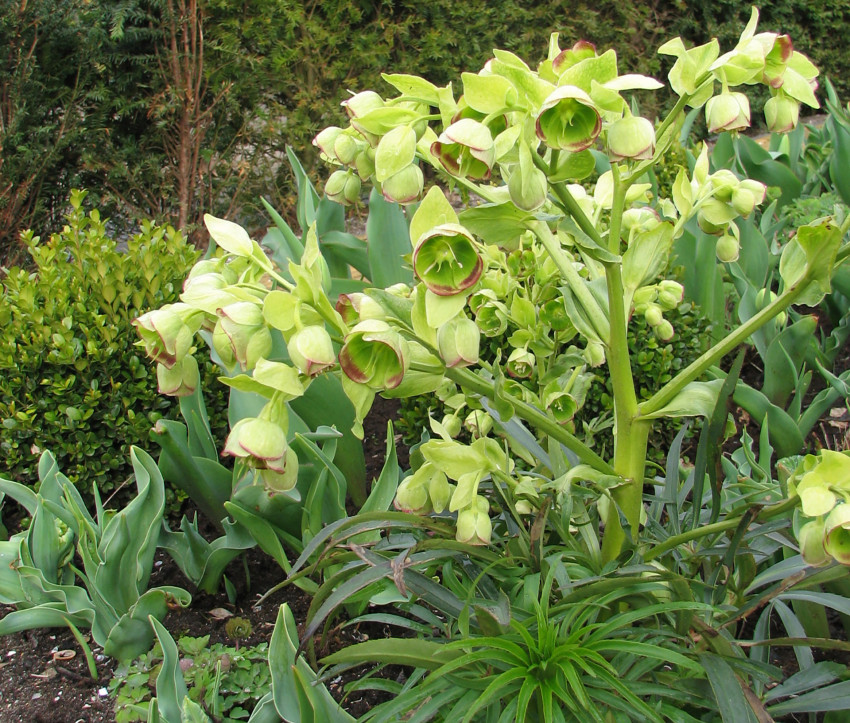 Helleborus foetidus – Stinkende Nieswurz, Palmblatt-Schneerose