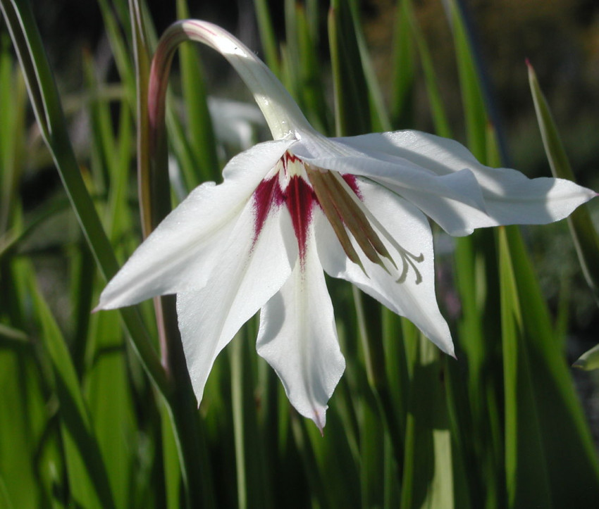 Gladiolus murielae