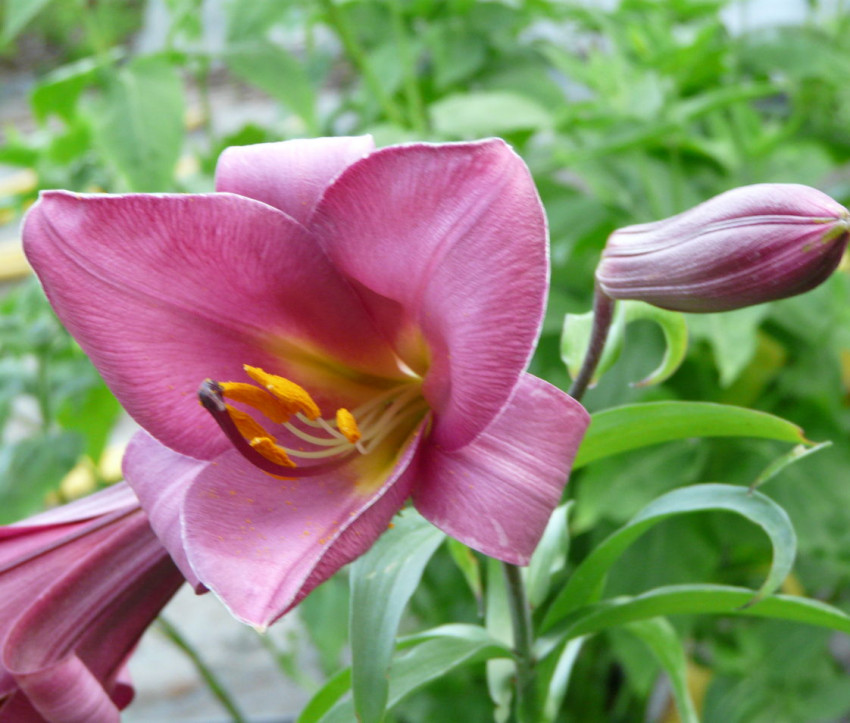 Lilium Hybride 'Pink Perfection'